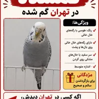 گمشده در نامجو