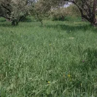 علف برای گاو و گوسفند
