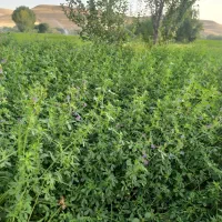 4تن یونجه خرمن کوب شده
