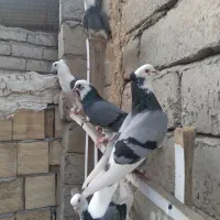 شازده سبز
