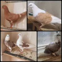 کبوتر ۵ تا با هم یکجا دو ملیون تعاونی