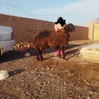 قوچ همو شیشک همو