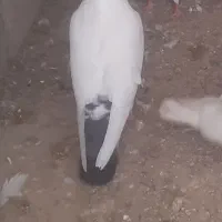 کفترگمشده