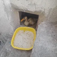 اردک