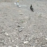 کبوتر