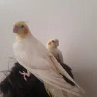 عروس هلندی نر