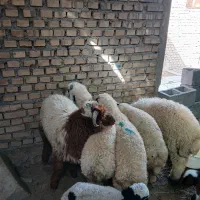 بره بزرگ 15 گیلو دارن