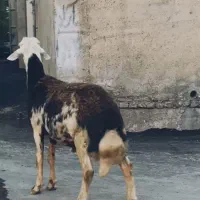 بره قوچ کله عروس