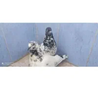 کبوتر|پرنده|بندرعباس, |دیوار