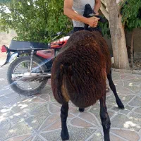 بره|حیوانات مزرعه|داراب, |دیوار