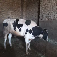 گوساله نر