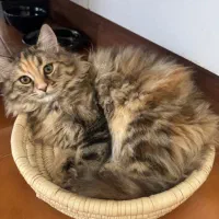 گربه پرشین ماده چهار ماهه عقیم نشده