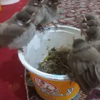 قناری