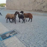 میش و بره