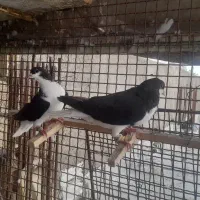 کبوتر|پرنده|رامند, |دیوار