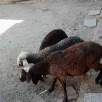 سه راس بره دونر یه ماده