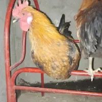 خروس