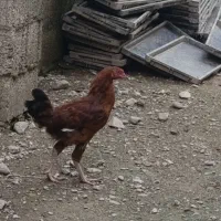 خروس جوان