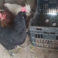 مرغ تخمگذار