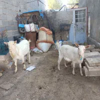 بز و چبش سانن