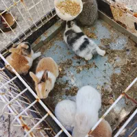 بچه خرگوش بامزه