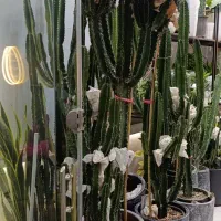 گل آپارتمانی