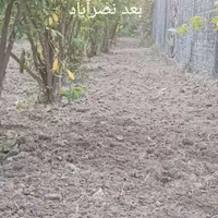 هرس کردن درخت