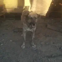 سگ درشت