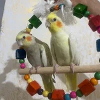 عروس هلندی گمشده