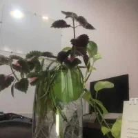 رسیدگی به امورات دفتری ‌خدماتی ساعت ۹تا ۱۷