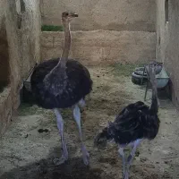 شترمرغ شترمرغ
