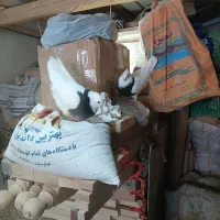 2عدد طوقی سیاه نر