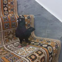 نر زاغ آبادانی با ماده زرهی پلاکی