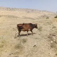 گاو بومی با شنگل هلشتاین