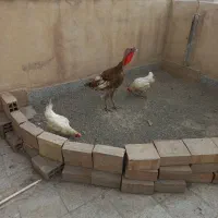 بوقلمون