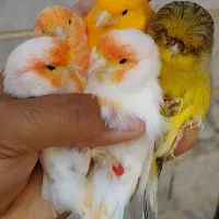 قناری گلاستر ،رنگی