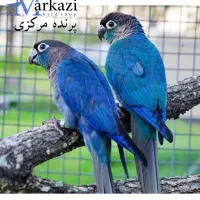 خرید و فروش ۲۴ ساعته طوطی سانان