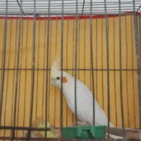 عروس هلندی