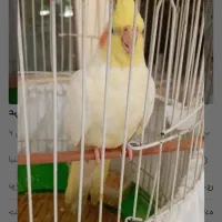 جوجه عروس