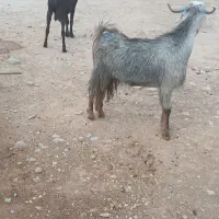 بز و تیبز
