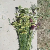 گل قرمز و زرد