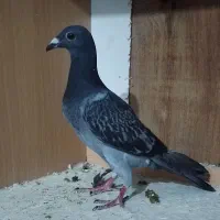 جوجه|پرنده|برازجان, |دیوار