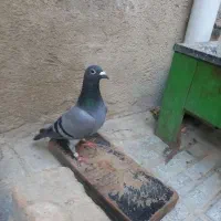 کفتر پلاکی
