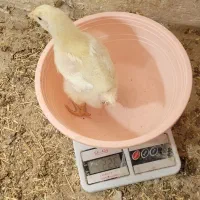 جوجه گوشتی 8روزه فوق سنگین