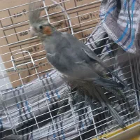 عروس هلندی