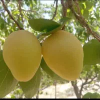زرد الو شاهرودی