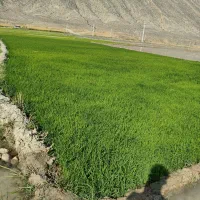 بذر چلتوک