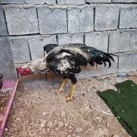 خروس لاری