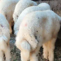 گوسفند نزری
