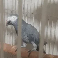 کاسکو دم شرابی نر